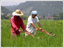 除草作業